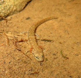 Salamander (Eurycea sp.) larva in a sandy spring stream, in northeast MS.