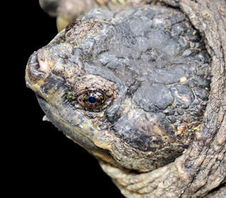 Common Snapping Turtle (Chelydra serpentina) measured and released in a turtle survey of Comal Springs, TX.