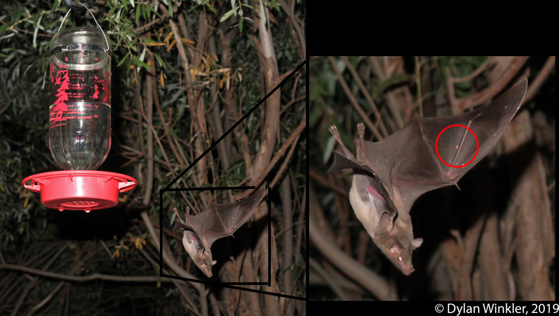 Picture of a A Lesser Long-nosed Bat, with a bat fly on its wing circled in red, visiting the nectar feeders at the Southwestern Research Station