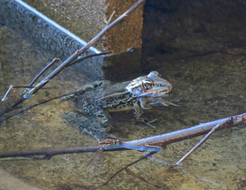 Rio Grande Leopard Frog (Rana berlandieri), an invasive species in Yuma, AZ.