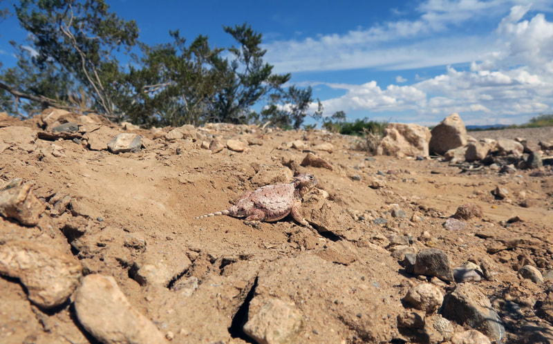 Round-tailed Horned Lizard (Phrynosoma modestum) in the desert near Portal, AZ.