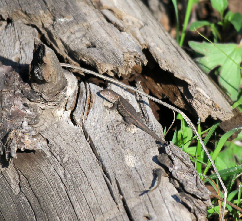 Slevin's Bunchgrass Lizard (Sceloporus selvini) in the high Chiricahua Mountains, AZ.