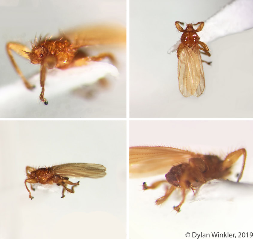 The bat fly Trichobius sphaeronotus, family Streblidae, in different positions. Collected from a Lesser Long-nosed Bat