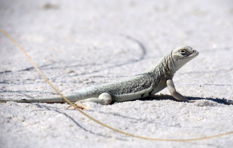 Bleached Earless Lizard (Holbrookia maculata ruthveni) at White Sands National Monument, NM.