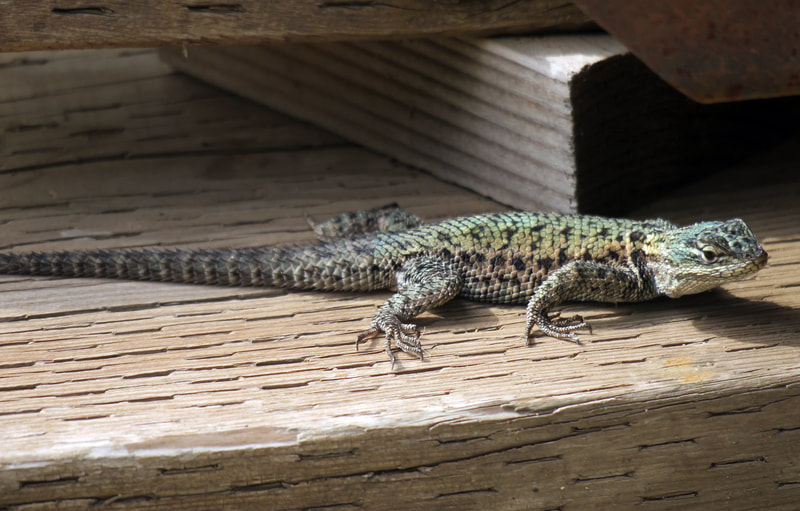Yarrow's or Mountain Spiny Lizard (Sceloporus yarrovii) basking at the Southwestern Research Station near Portal, AZ.